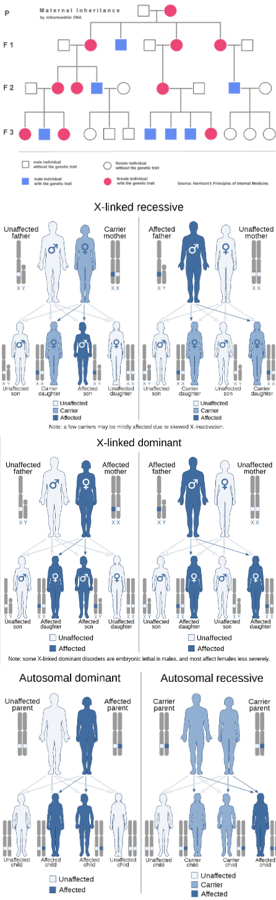 Mitochondrial, X-linked recessive and dominant, Autosomal dominant and recessive inheritance.png