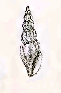 Pseudorhaphitoma brionae 001.jpg