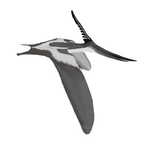 File:Pteranodon longiceps mmartyniuk wiki.png