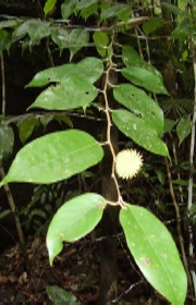 Shorea astylosa.jpg