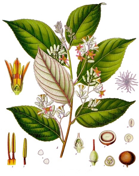 File:Styrax benzoin - Köhler–s Medizinal-Pflanzen-133.jpg