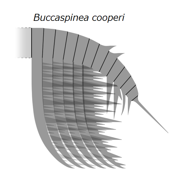 File:20210718 Radiodonta frontal appendage Buccaspinea cooperi.png