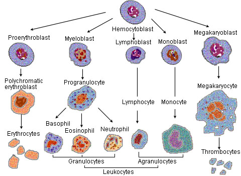 File:Illu blood cell lineage.jpg