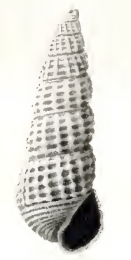 Odostomia taravali 001.png