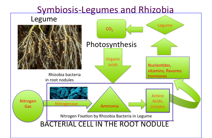 File:Symbiosis in Root Nodules.png