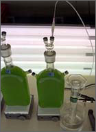 Algae hydrogen production.jpg
