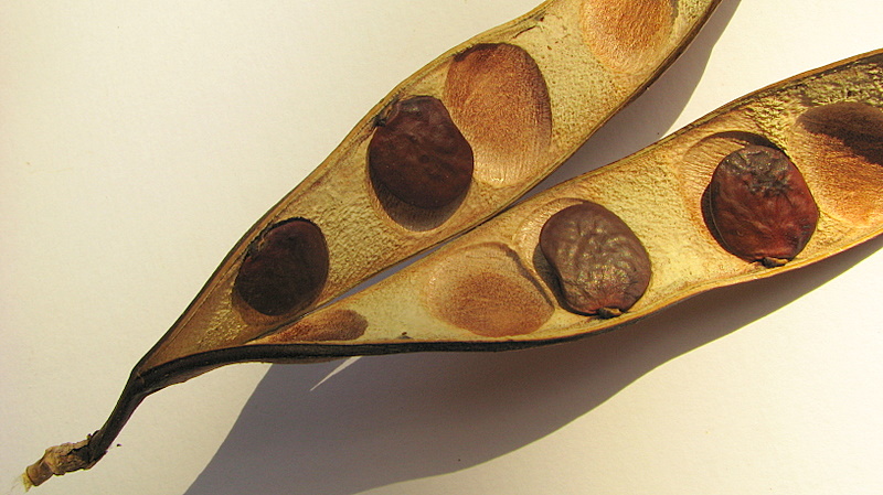File:Bauhinia corifolia L. P. Queiroz sp. nov. ined. - Flickr - Alex Popovkin, Bahia, Brazil (8).jpg