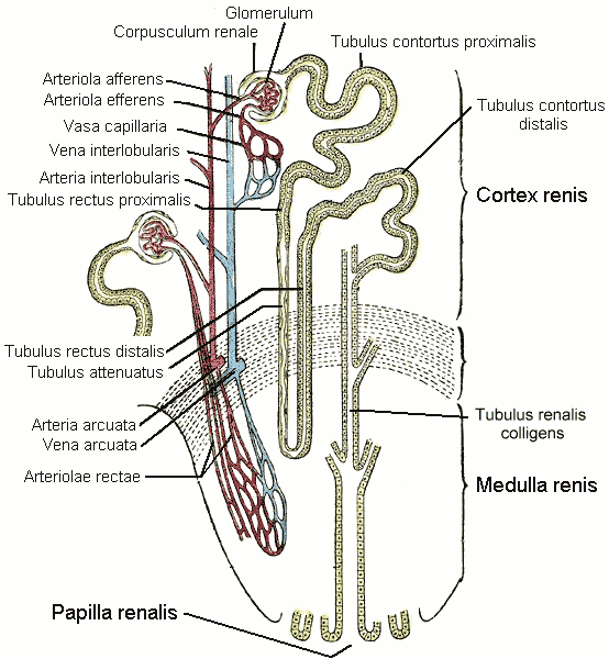 File:Kidney nephron.png