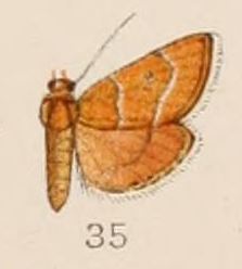 35-Cybolomia cervinalis Hampson 1908.JPG