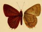 Anthene ituria.jpg