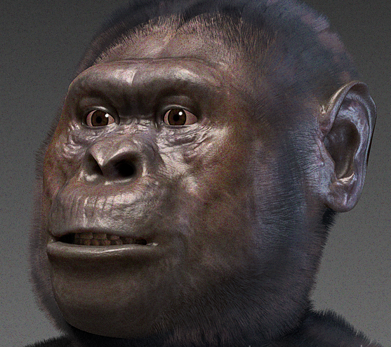 File:Australopithecus afarensis.png