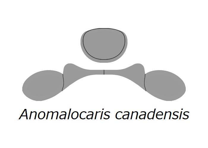 File:20210516 Radiodonta head sclerites Anomalocaris canadensis.png