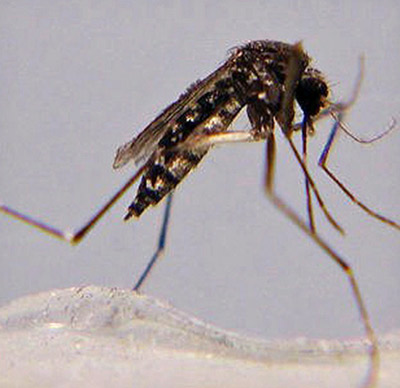 File:Aedes taeniorhynchus adult female by Michele Cutwa University of Florida.jpg