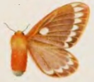 Cotana joiceyi female.jpg