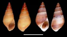 Hemisinus cubanianus shell.png