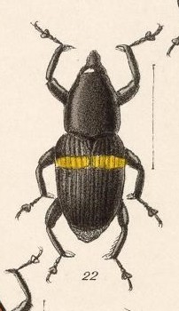 A colored drawing of the top-view of a black beetle with a yellow stripe about halfway down its body