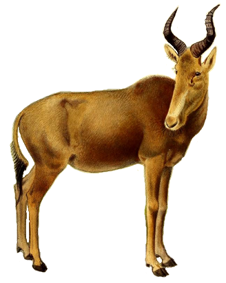 File:The book of antelopes (1894) Bubalis busephalus white backround.png