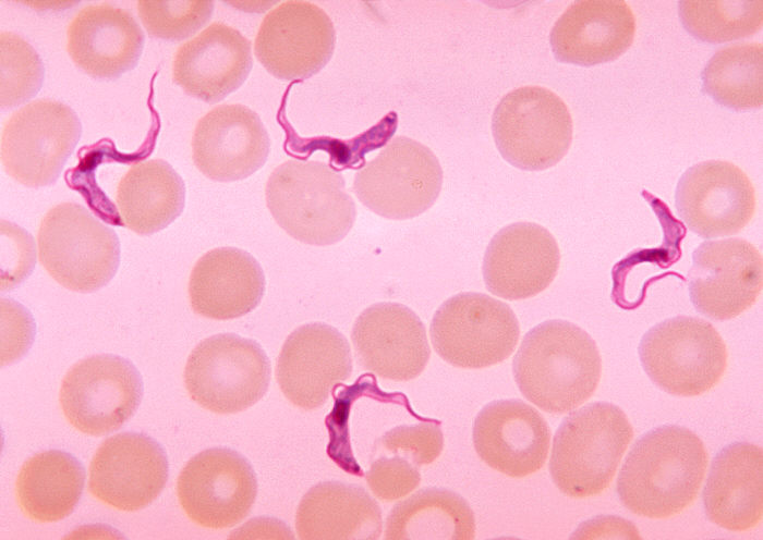 File:Trypanosoma sp. PHIL 613 lores.jpg