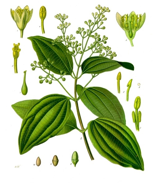 File:Cinnamomum verum - Köhler–s Medizinal-Pflanzen-182.jpg