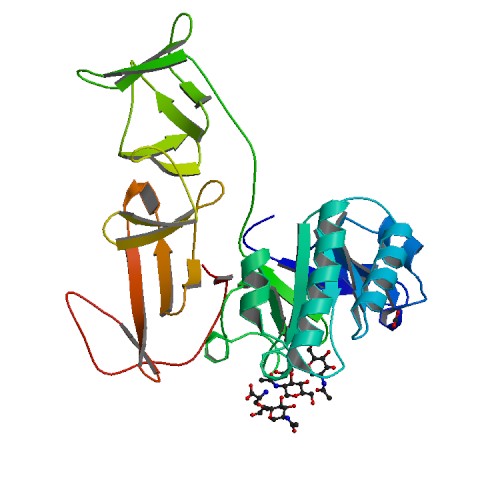 File:Crystal structure of the modular CPL-1 endolysin complexed with a peptidoglycan analogue.jpg