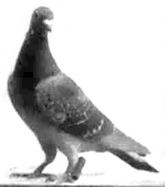 File:Dark slate-coloured carrier pigeon belonging to Bernhard Flöring.jpg