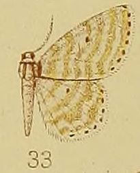 Pl.39-fig.33-Scopula glaucocyma (Hampson, 1910) (Craspedia).JPG