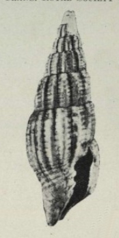 Vexillum neozelanicum 001.jpg