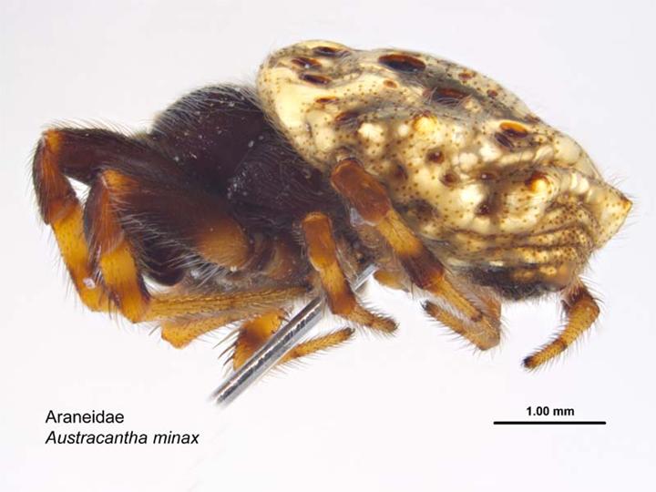File:Austracantha minax (male lateral).jpg