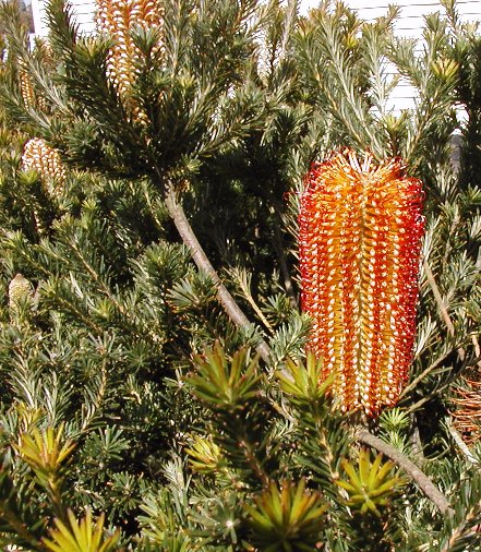 File:Banksia ericifolia cult email.jpg