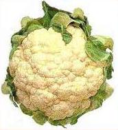 File:Cauliflower.JPG