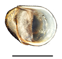 Neritina iris shell.png