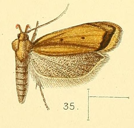 File:Pl.4-fig.35-Dichomeris marginata (Walsingham, 1891) (Brachycrossata).jpg