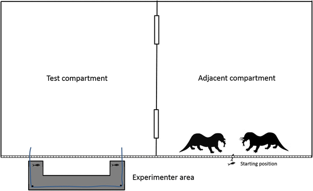 File:Sketch of a cooperative pulling experiment with otters.gif