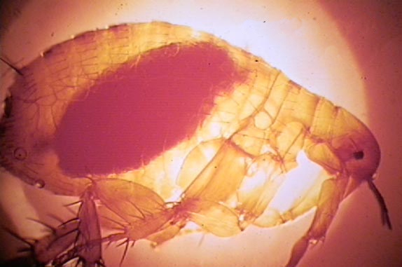 File:Xenopsylla chepsis (oriental rat flea).jpg