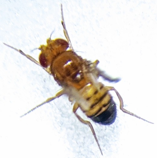 File:Black Body Mutation Drosophila melanogaster male.jpg