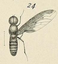 Female Brachyanax aterrimus Matsumura 1916.png