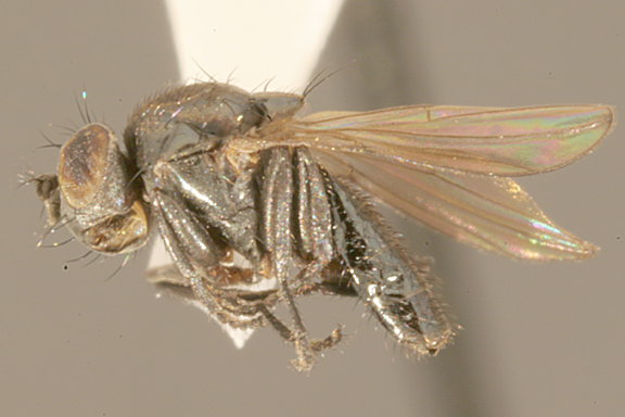 File:Helaeomyia.petrolei.imago.-.sbmnh.jpg