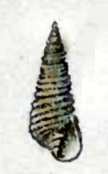 Oscilla annulata 001.png