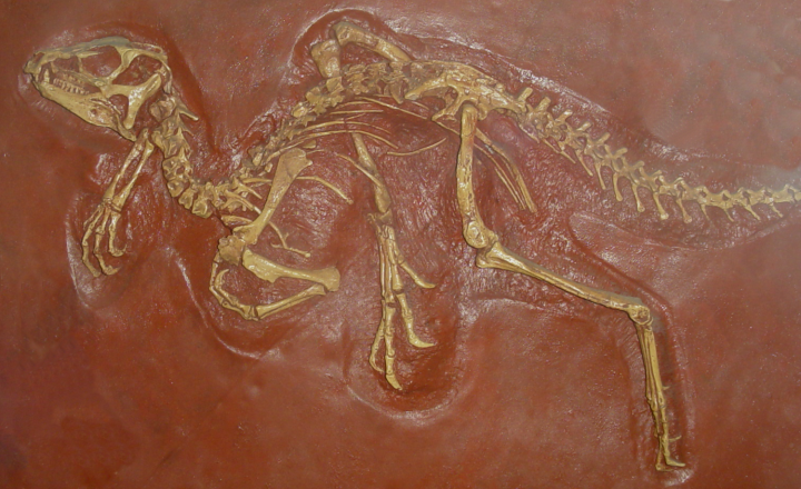 File:Heterodontosaurus skeleton.png