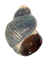 Tylomelania neritiformis shell 2.png
