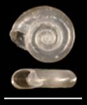 Biomphalaria havanensis shell.png