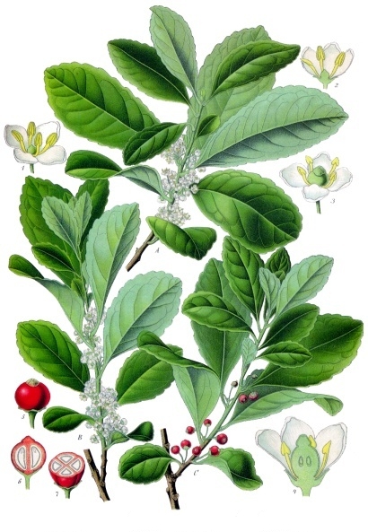 File:Ilex paraguariensis - Köhler–s Medizinal-Pflanzen-074.jpg