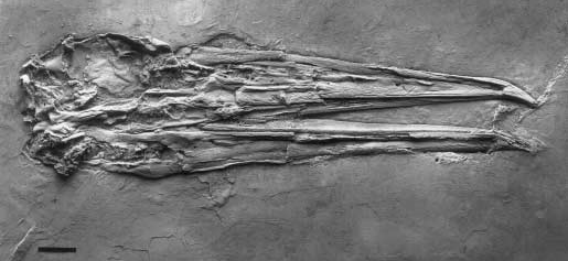 File:Masillastega rectirostris holotype sp140b.jpg