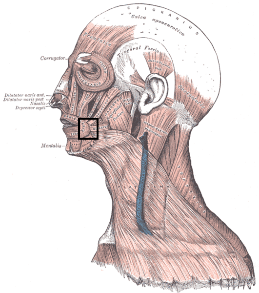 File:Modiolus (face).PNG