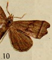 Pl.13-10-Rhynchodes avakubi=Hondryches avakubi (Holland, 1920).JPG