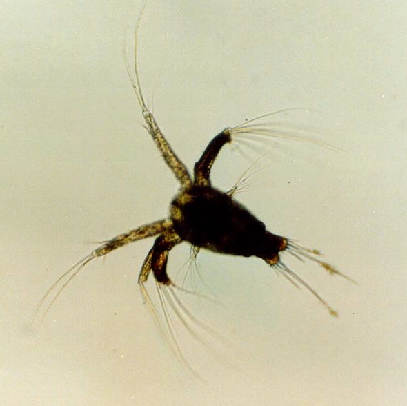 File:Shrimp nauplius.jpg