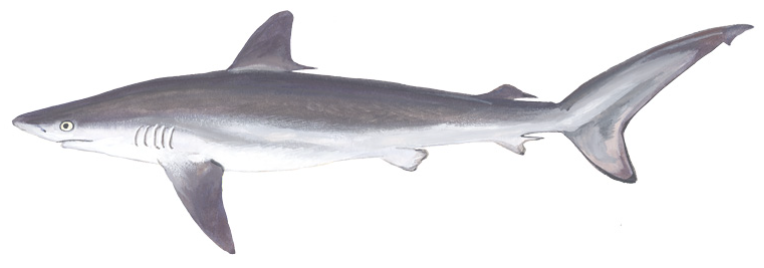 File:Silky shark (Duane Raver).png