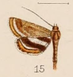 15-Oligostigma alicialis Hampson, 1908.JPG