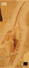 Gebrayelichthys fossil.jpg
