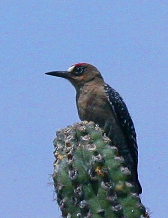 File:Gray-breasted Woodpecker crop.jpg